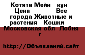 Котята Мейн - кун › Цена ­ 19 000 - Все города Животные и растения » Кошки   . Московская обл.,Лобня г.